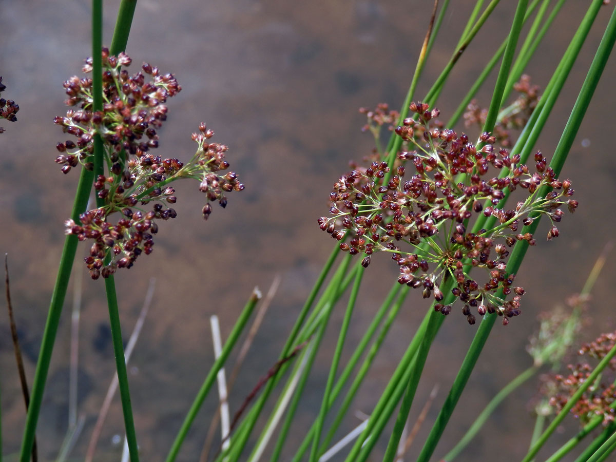 Sítina rozkladitá (Juncus effusus L.)