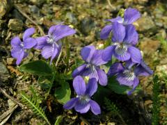 Violka Rivinova (Viola riviniana Rchb.)