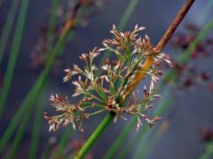 Sítina rozkladitá (Juncus effusus L.)