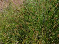 Sítina rozkladitá (Juncus effusus L.)