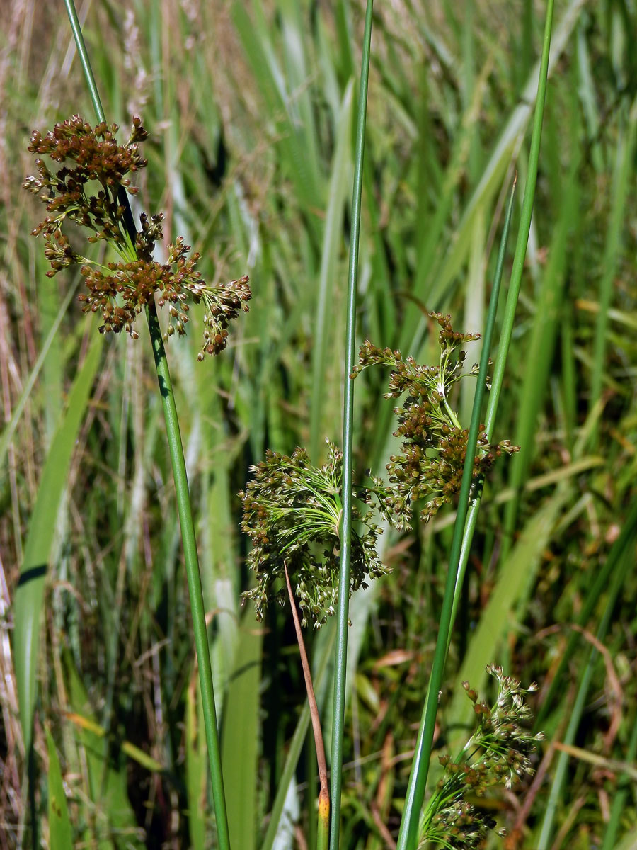 Sítina rozkladitá (Juncus effusus L.)