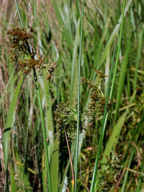 Sítina rozkladitá (Juncus effusus L.)