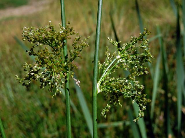 Sítina rozkladitá (Juncus effusus L.)