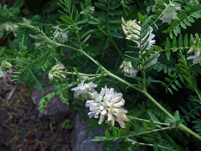 Vikev (Vicia orobus DC.)