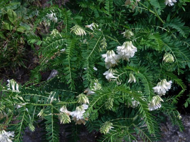 Vikev (Vicia orobus DC.)