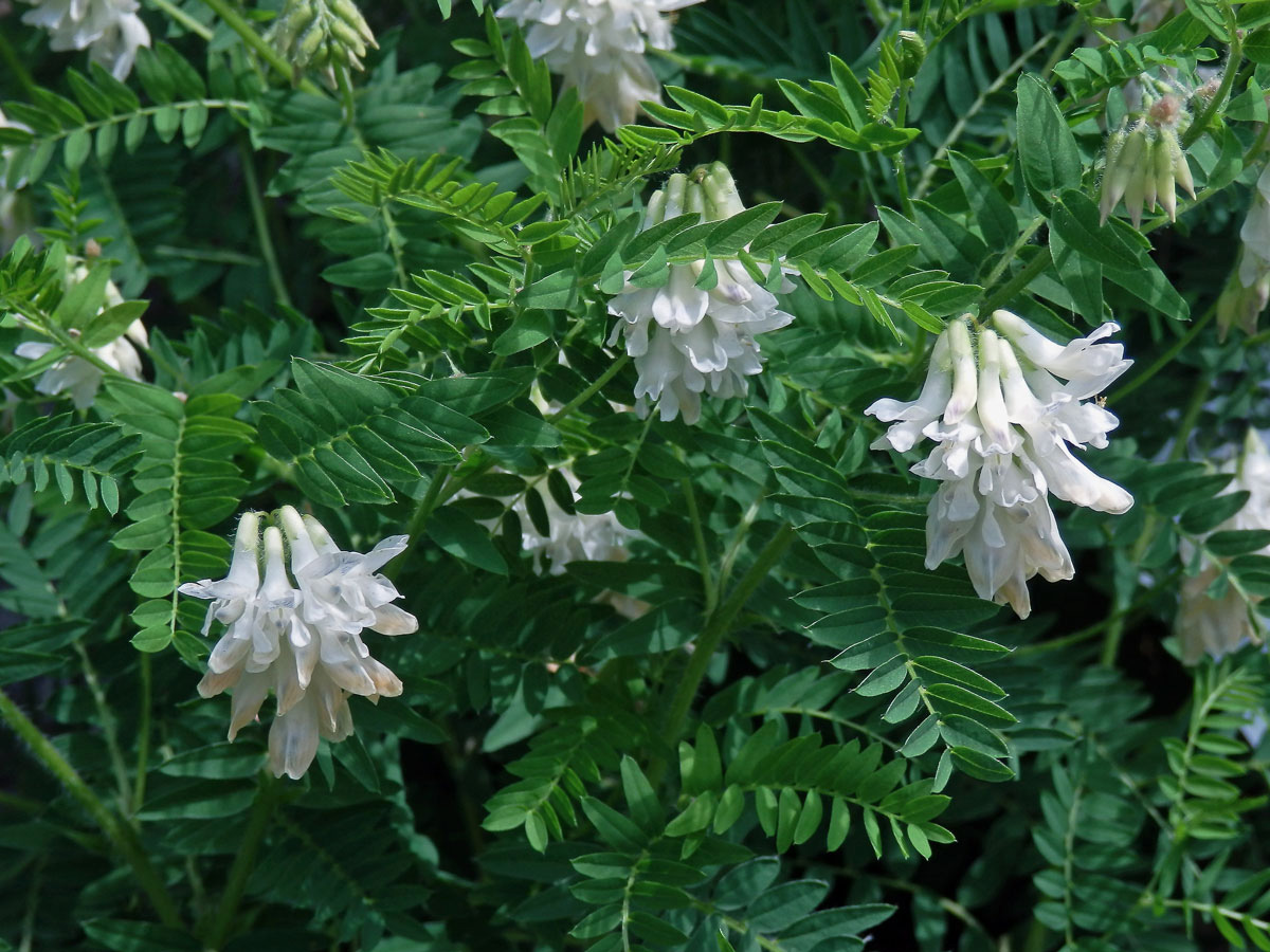 Vikev (Vicia orobus DC.)