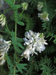 Vikev (Vicia orobus DC.)