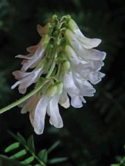 Vikev (Vicia orobus DC.)