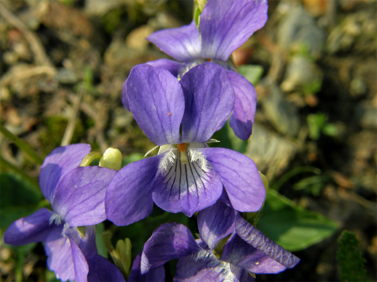 Violka Rivinova (Viola riviniana Rchb.)