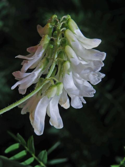 Vikev (Vicia orobus DC.)