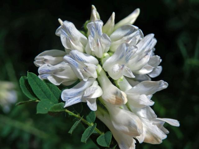 Vikev (Vicia orobus DC.)