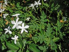 Jasmín mnohokvětý (Jasminum polyanthum Franch.)