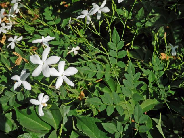 Jasmín mnohokvětý (Jasminum polyanthum Franch.)