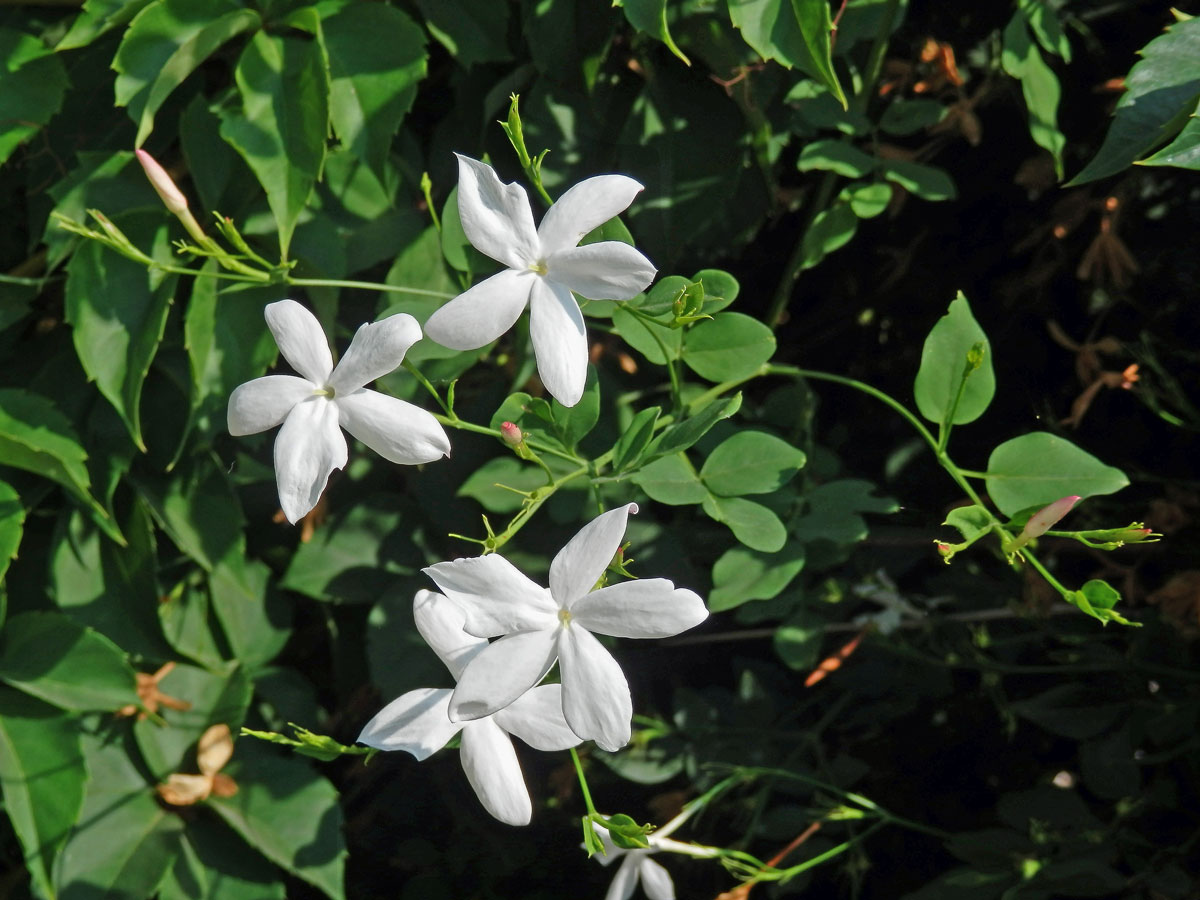 Jasmín mnohokvětý (Jasminum polyanthum Franch.)