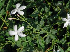 Jasmín mnohokvětý (Jasminum polyanthum Franch.)