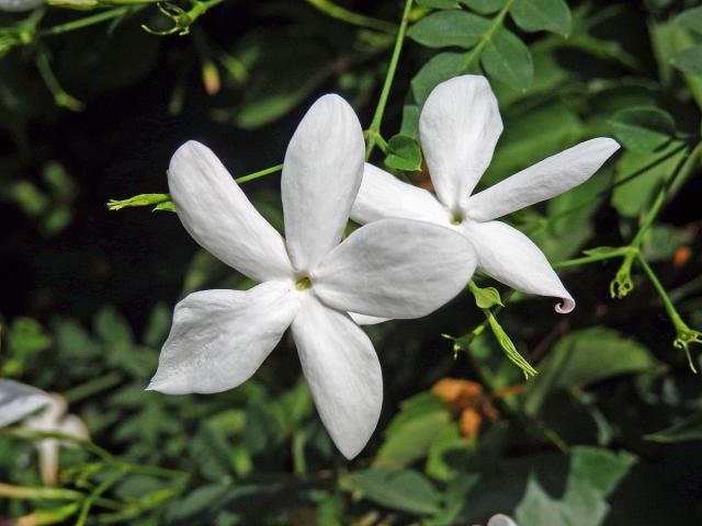 Jasmín mnohokvětý (Jasminum polyanthum Franch.)