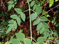 Jasmín mnohokvětý (Jasminum polyanthum Franch.)