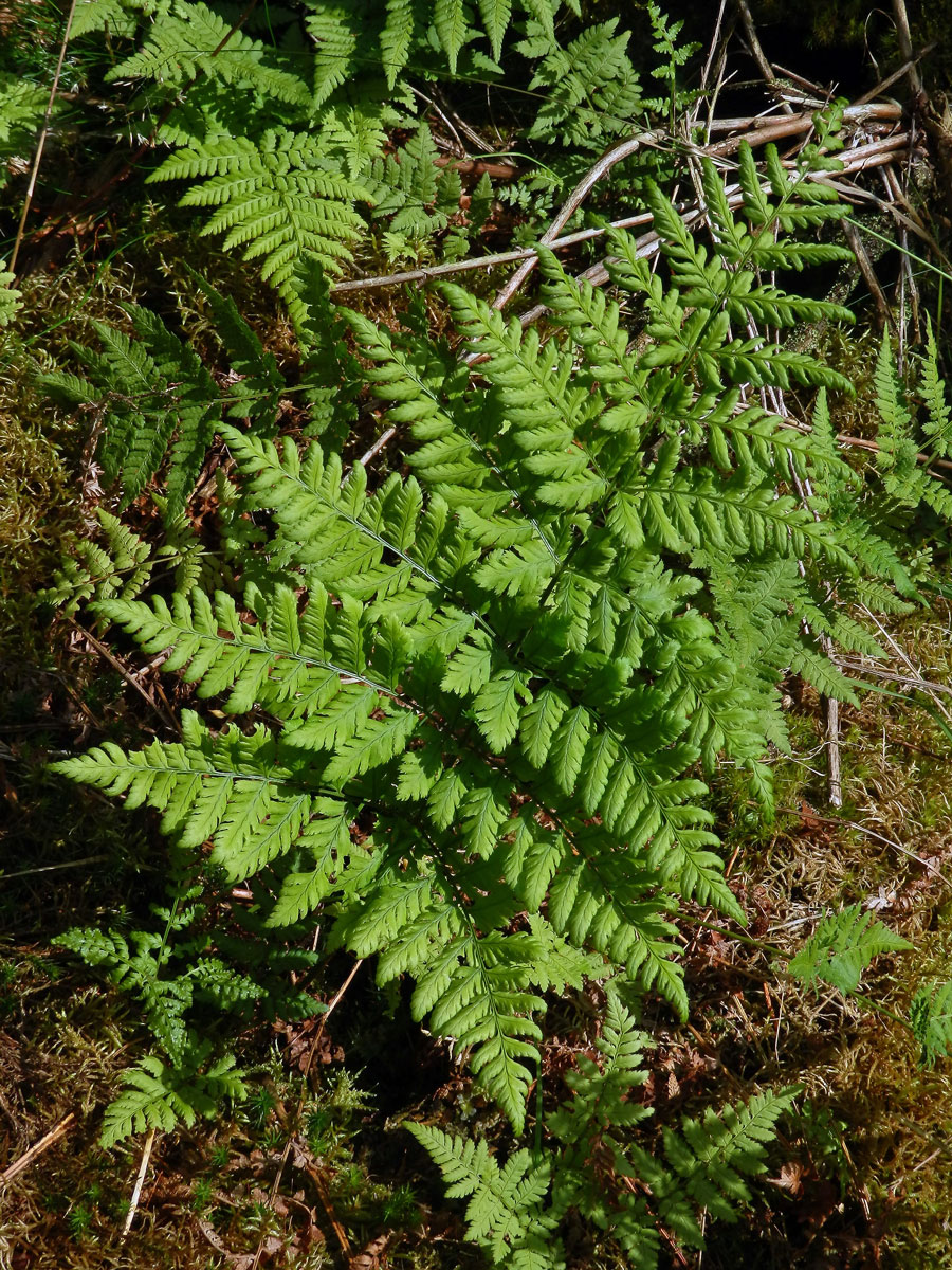 Kapraď rozložená (Dryopteris dilatata (Hoffm.) A. Gray)