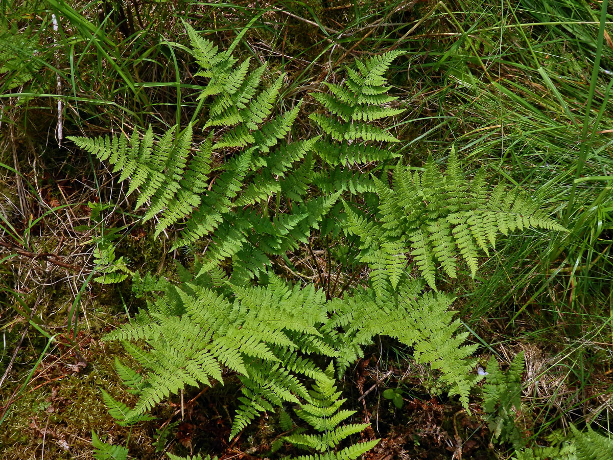 Kapraď rozložená (Dryopteris dilatata (Hoffm.) A. Gray)