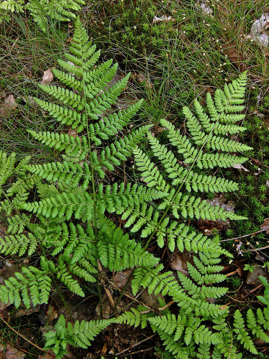 Kapraď rozložená (Dryopteris dilatata (Hoffm.) A. Gray)