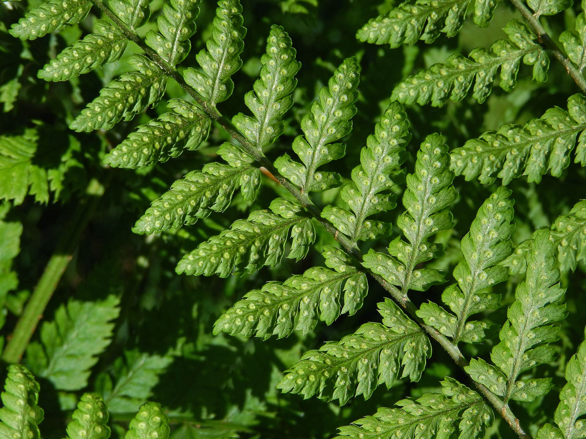 Kapraď rozložená (Dryopteris dilatata (Hoffm.) A. Gray)