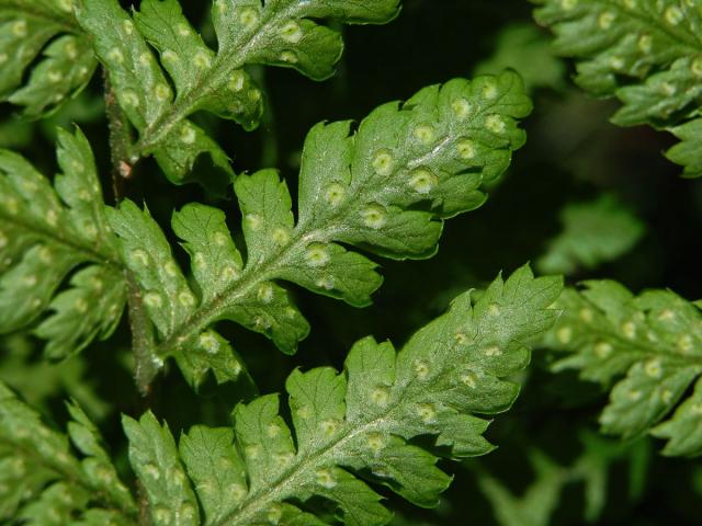 Kapraď rozložená (Dryopteris dilatata (Hoffm.) A. Gray)