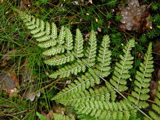 Kapraď rozložená (Dryopteris dilatata (Hoffm.) A. Gray)