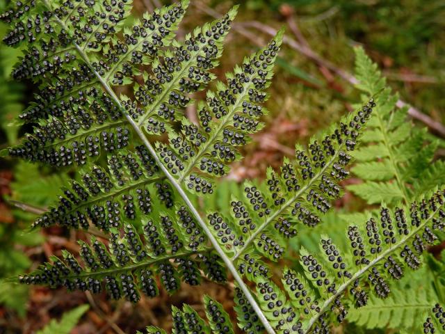 Kapraď rozložená (Dryopteris dilatata (Hoffm.) A. Gray)