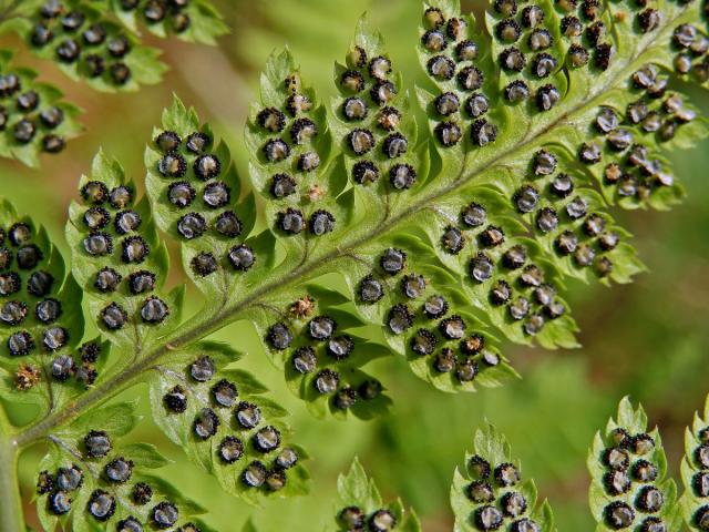 Kapraď rozložená (Dryopteris dilatata (Hoffm.) A. Gray)