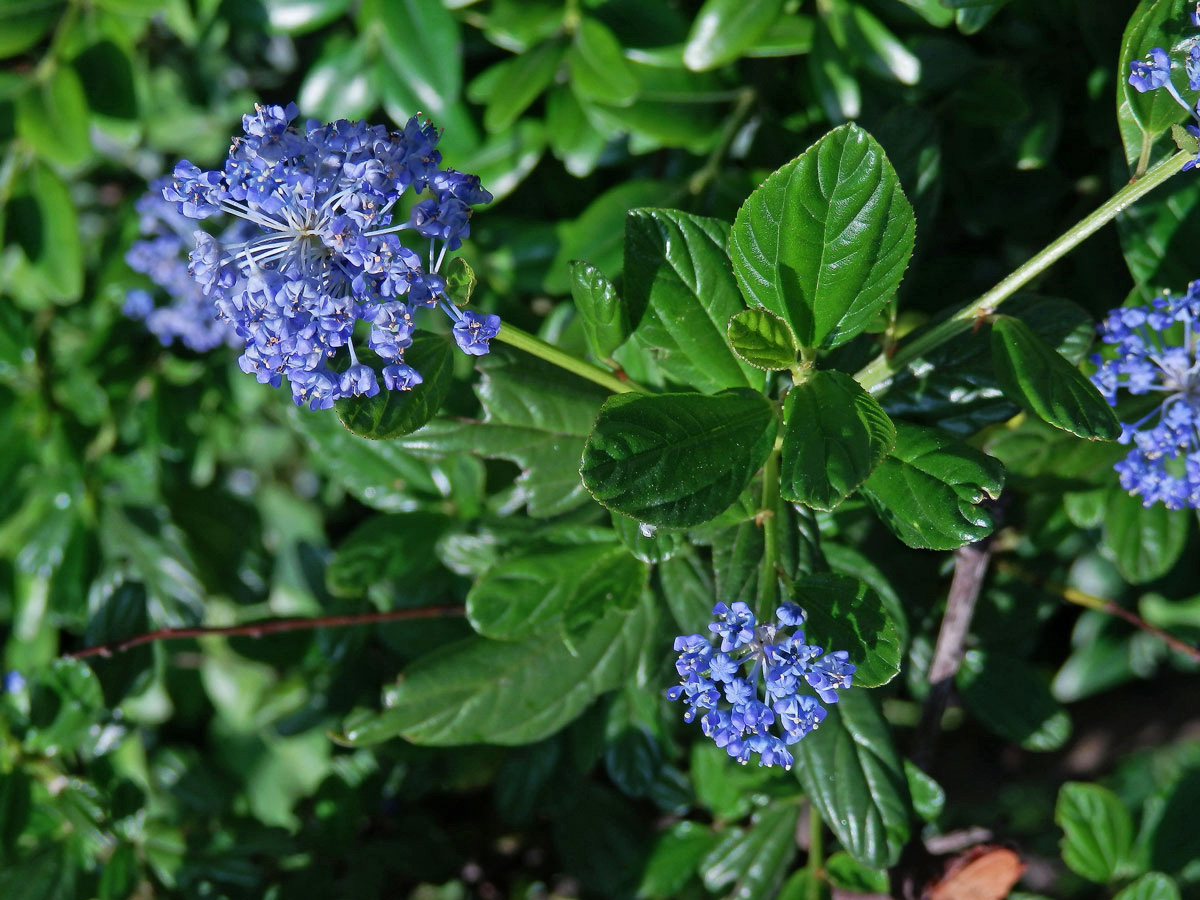 Ceanothus impressus Trel.