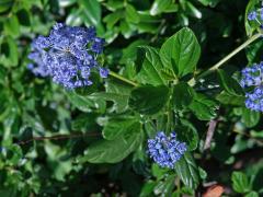 Ceanothus impressus Trel.