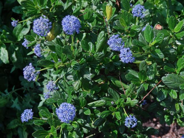 Ceanothus impressus Trel.