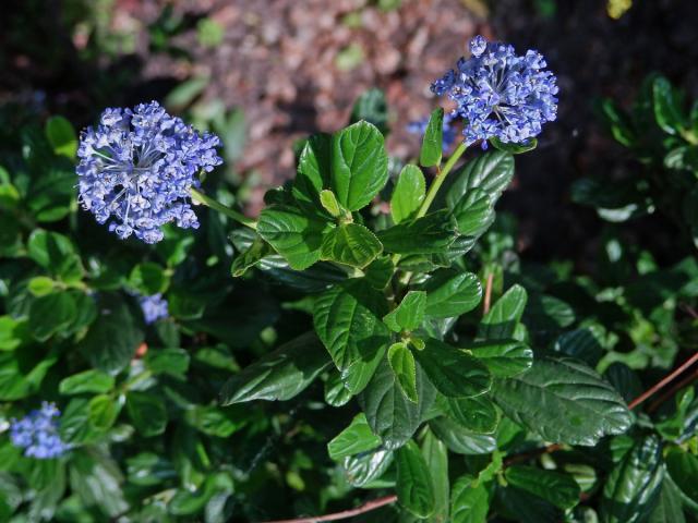 Ceanothus impressus Trel.