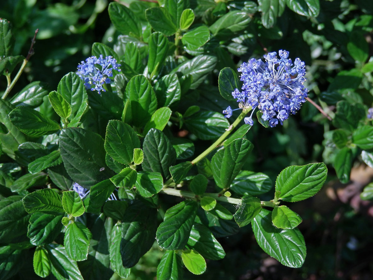 Ceanothus impressus Trel.