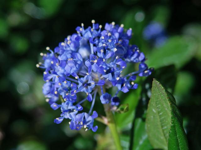 Ceanothus impressus Trel.