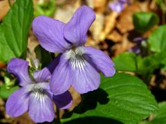 Violka Rivinova (Viola riviniana Rchb.)