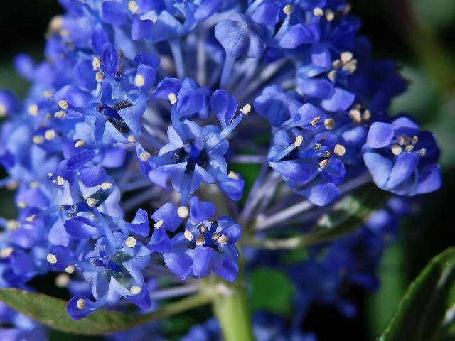 Ceanothus impressus Trel.