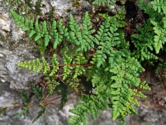 Cheilantes křehký (Cheilanthes pteridioides (Reichard) C. Chr.)