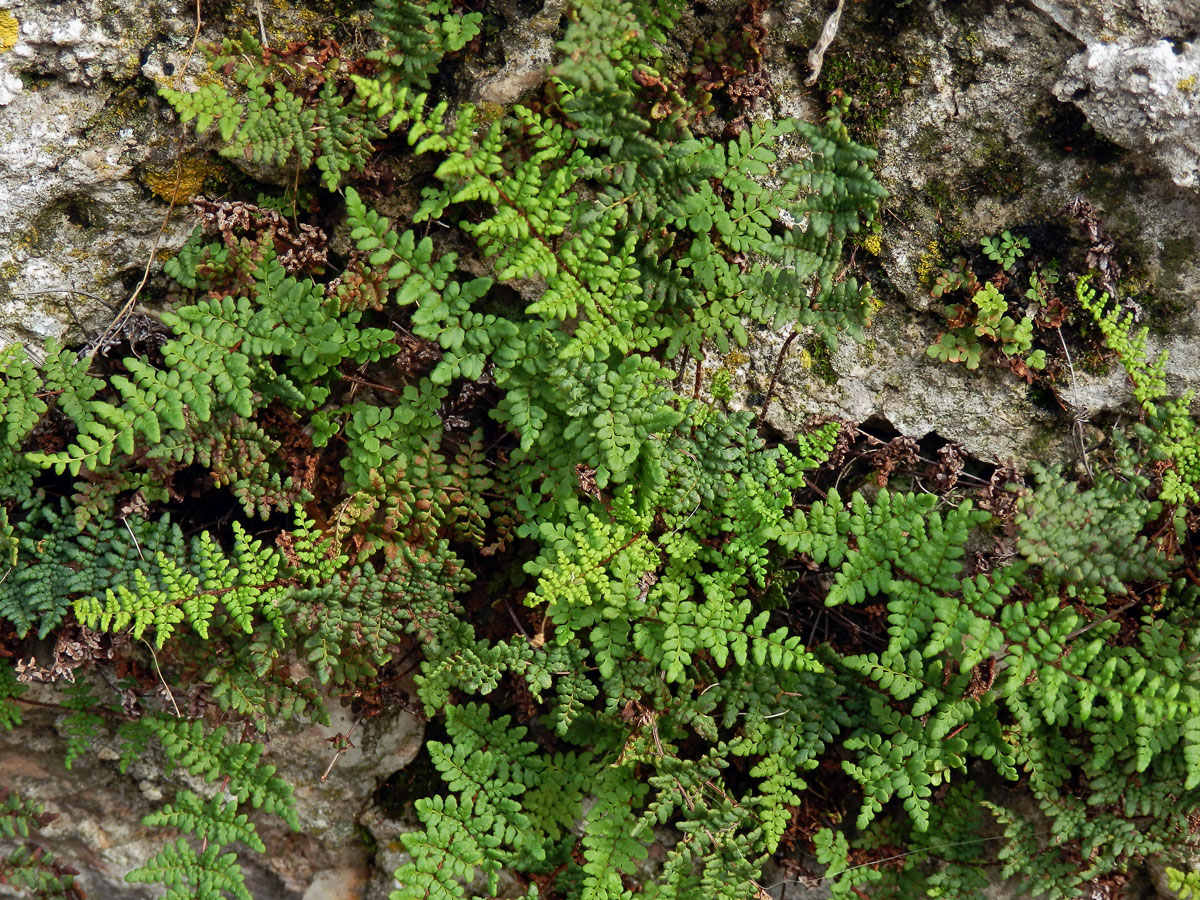 Cheilantes křehký (Cheilanthes pteridioides (Reichard) C. Chr.)