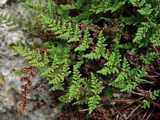 Cheilantes křehký (Cheilanthes pteridioides (Reichard) C. Chr.)