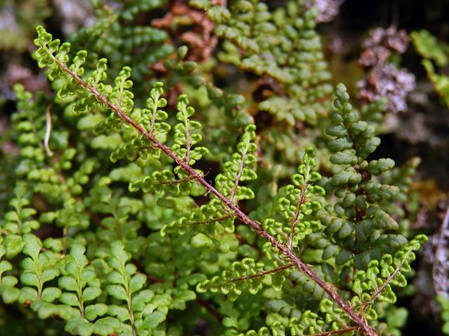 Cheilantes křehký (Cheilanthes pteridioides (Reichard) C. Chr.)