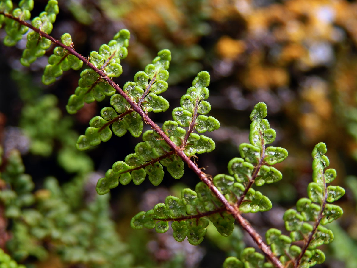 Cheilantes křehký (Cheilanthes pteridioides (Reichard) C. Chr.)