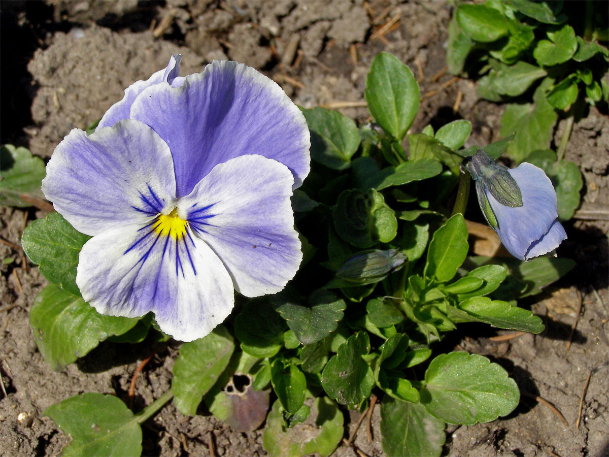 Violka zahradní - maceška (Viola x wittrockiana Gams)