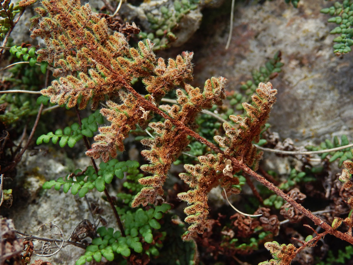 Cheilantes křehký (Cheilanthes pteridioides (Reichard) C. Chr.)