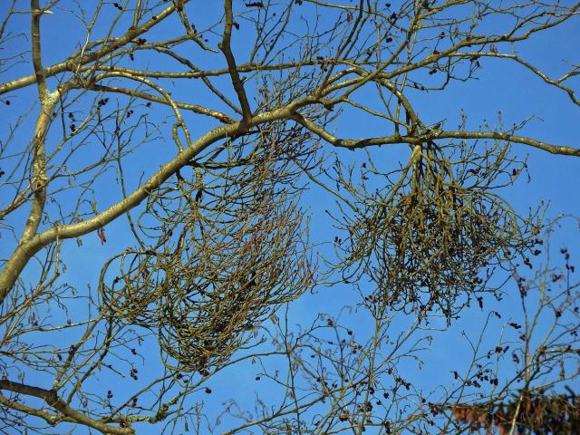 Čarověníky na olši lepkavé (Alnus glutinosa (L.) Gaertn.) (1a)