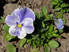 Violka zahradní - maceška (Viola x wittrockiana Gams)