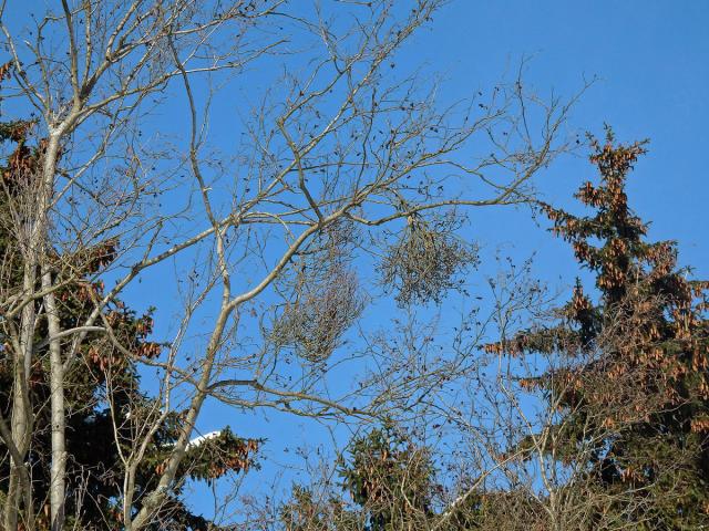 Čarověníky na olši lepkavé (Alnus glutinosa (L.) Gaertn.) (1b)