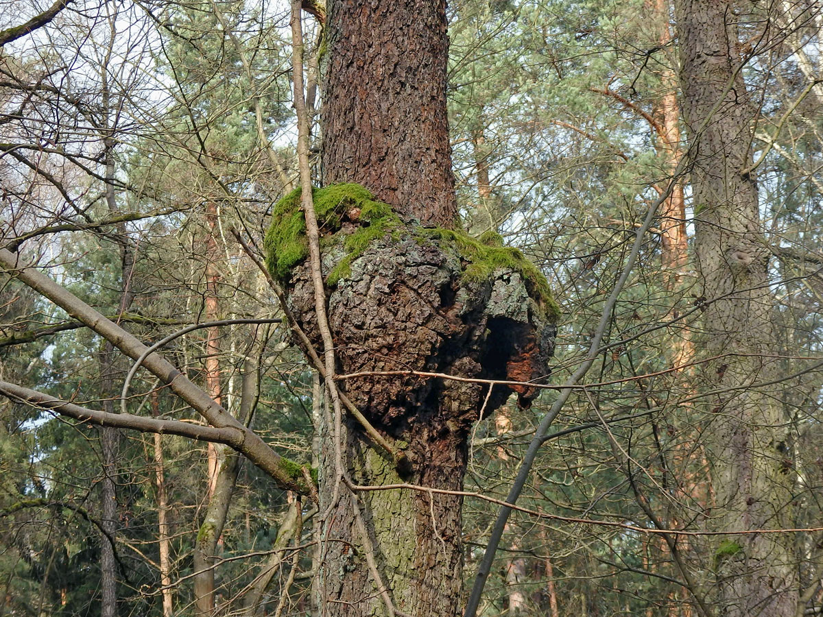 Tumor na olši lepkavé (Alnus glutinosa (L.) Gaertn.) (14)