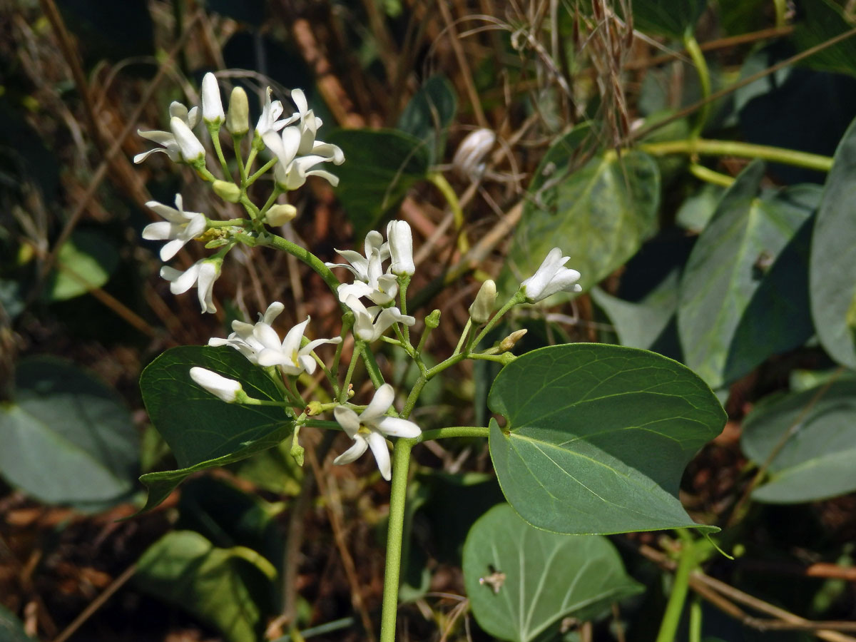 Cionura vzpřímená (Cionura erecta (L.) Griseb.)