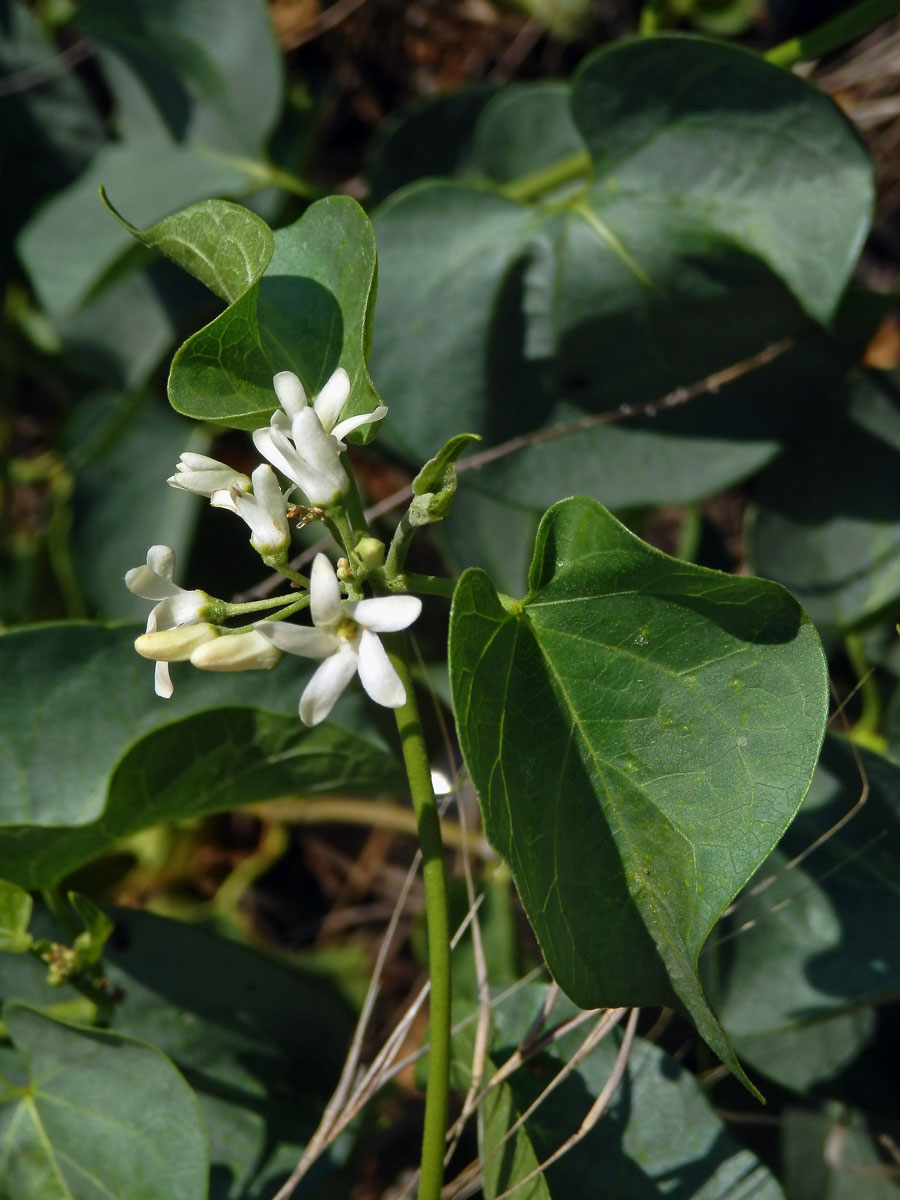 Cionura vzpřímená (Cionura erecta (L.) Griseb.)